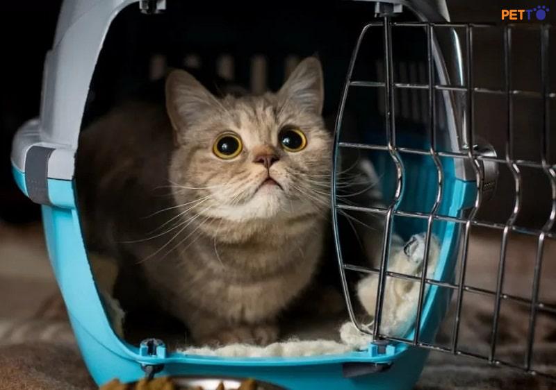Đây Là Cách Nhanh Nhất Giúp Vận Chuyển Mèo Đi Xa An Toàn