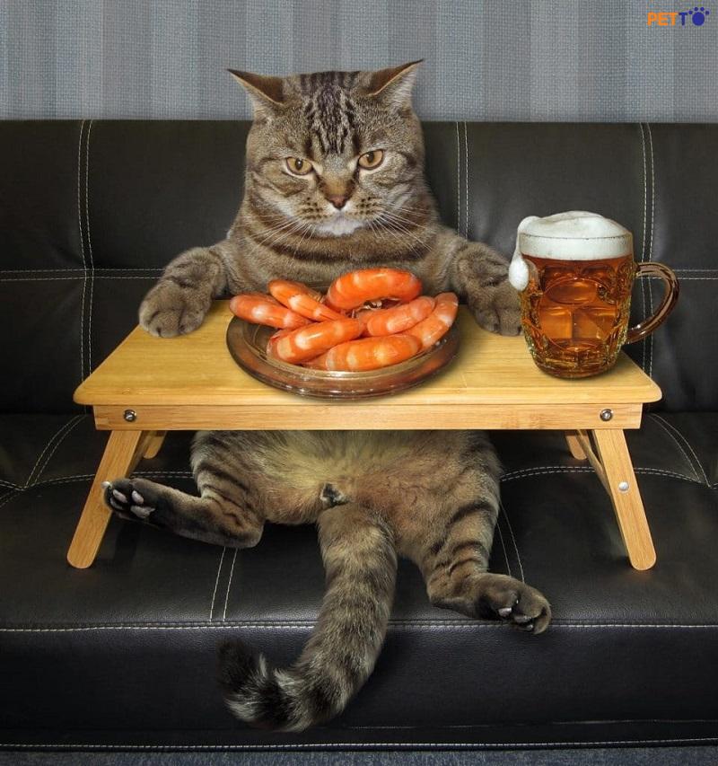 Giải Đáp Thắc Mắc Mèo Có Ăn Được Tôm Không