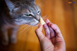 Giái Đáp Thắc Mắc Mèo Có Ăn Được Phô Mai Không