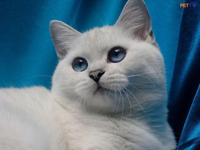 Top 10 Màu Lông Mèo Anh Lông Ngắn Đẹp Và Phổ Biến Nhất - Petto