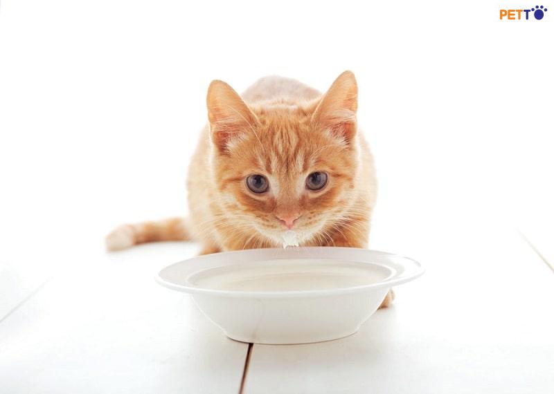 Mèo Uống Sữa Gì Và Không Nên Uống Sữa Gì Để Có Hại