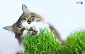 Khám Phá Bí Mật Cỏ Lúa Mì Cho Mèo Có Tác Dụng Gì