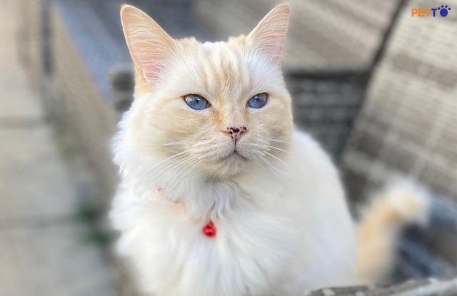 dac diem meo ragdoll flame