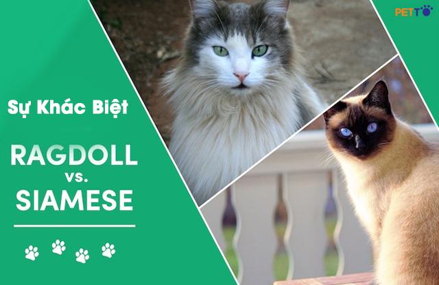 Sự Khác Biệt Giữa Mèo Xiêm Và Mèo Ragdoll