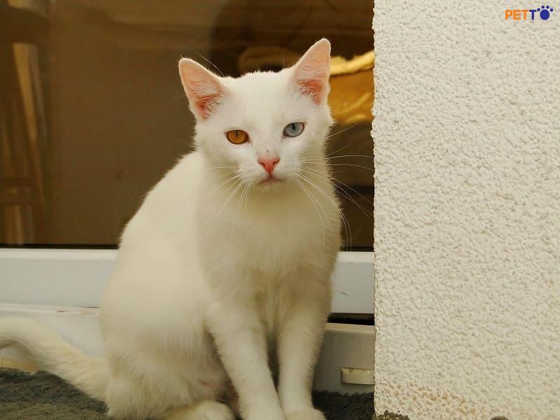 Mèo anh lông ngắn 2 màu mắt thường xuất hiện ở những chú mèo có màu lông trắng