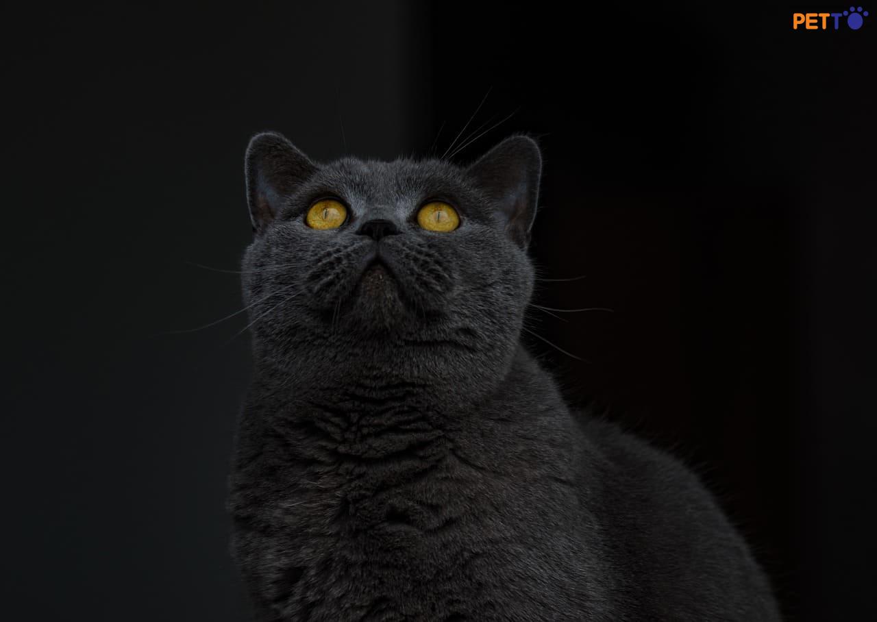 Mèo anh lông ngắn mắt vàng đồng là màu mắt phổ biến nhất
