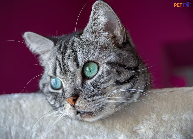 Mắt xanh cũng là một trong những màu mắt phổ biến của mèo anh lông ngắn