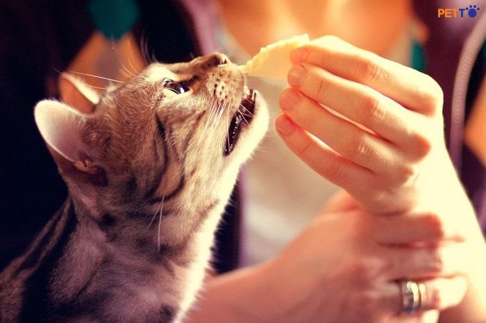 Liệu Mèo Có Ăn Được Phô Mai Không