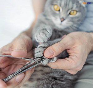 Đây Là Cách Nhanh Nhất Giúp Bạn Cắt Móng Cho Mèo