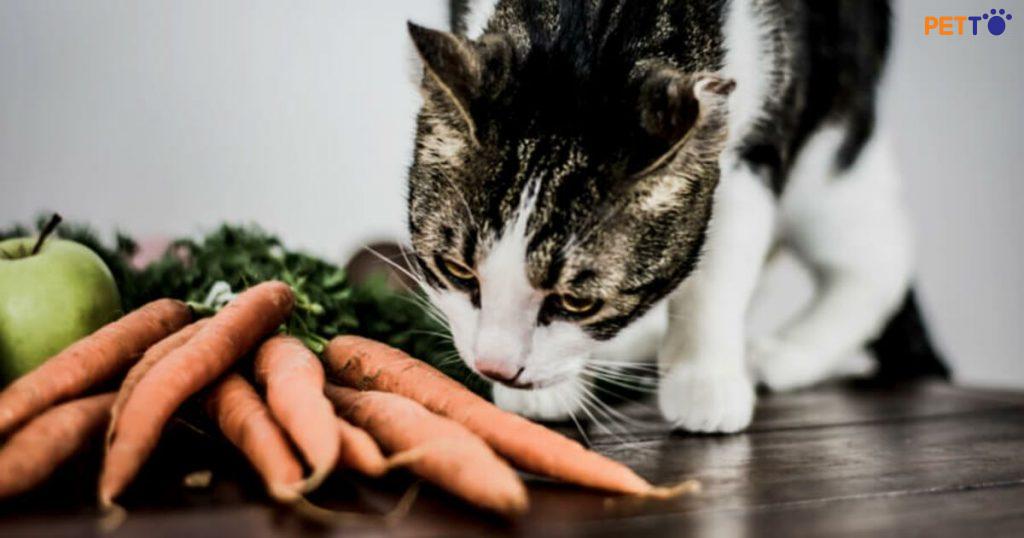 khi cho mèo ăn cà rốt, bạn nên nấu chín chúng trước.