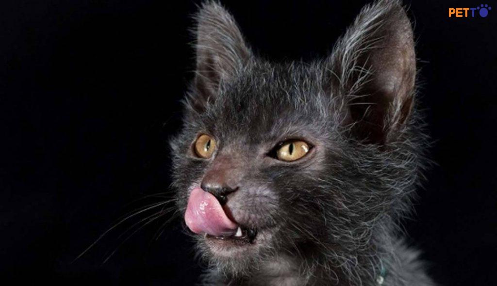 mèo Lykoi là loài mèo có mức năng lượng