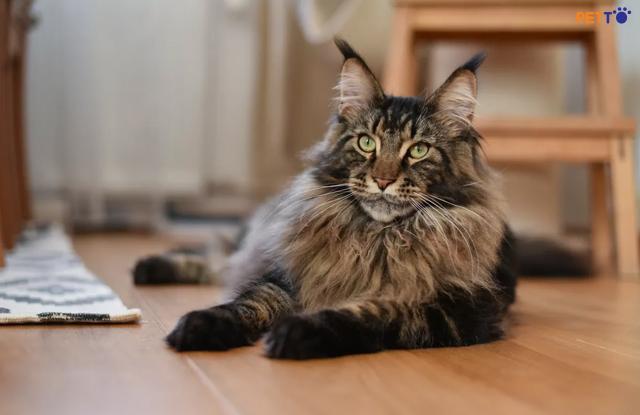 maine coon giong meo lon