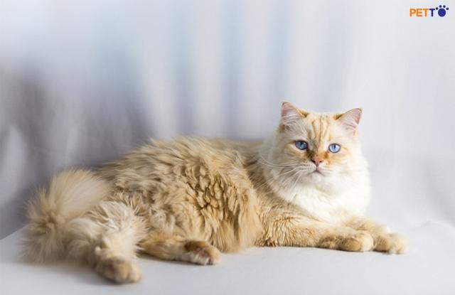 Mèo  Ragdoll Flame có tính cách nhẹ nhàng, phụ thuộc, nhút nhát, trìu mến 