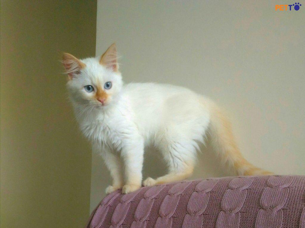 Mèo ragdoll Flame với bộ lông dài màu kem tuyệt đẹp