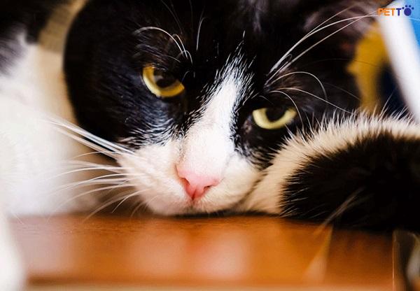 Bệnh mèo lây sang người là một trong những nguy cơ mà chủ nuôi cần nắm rõ