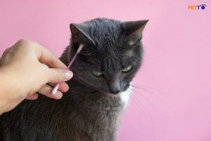 Mách Bạn Bí Quyết Vệ Sinh Tai Cho Mèo Một Cách Dễ Dàng