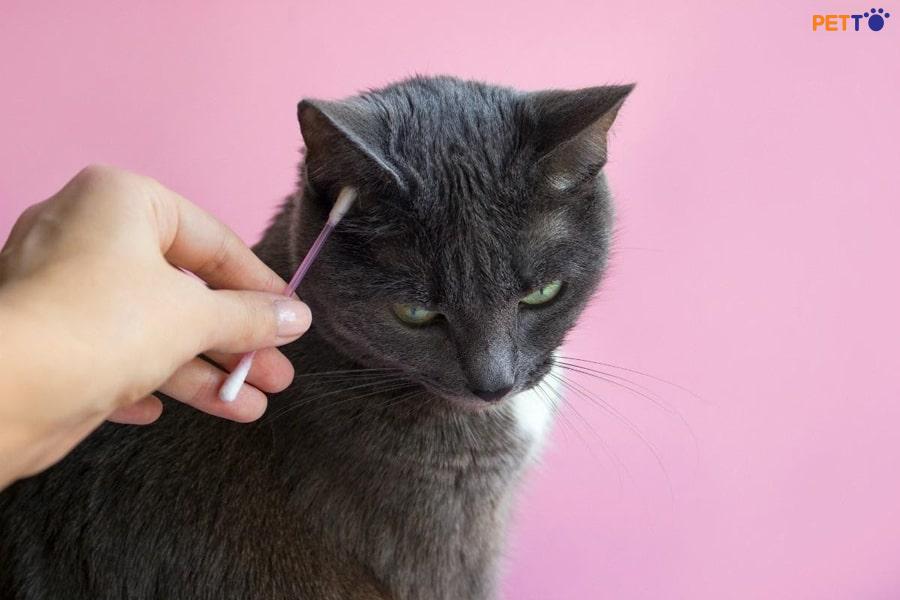 Mách Bạn Bí Quyết Vệ Sinh Tai Cho Mèo Một Cách Dễ Dàng