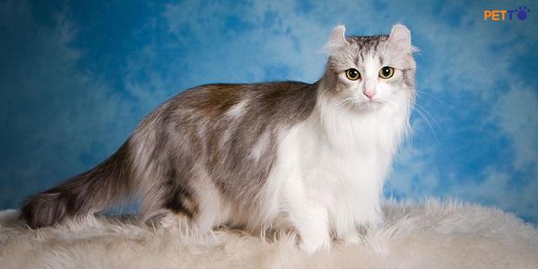Hình ảnh về giống mèo mỹ tai xoắn american curl