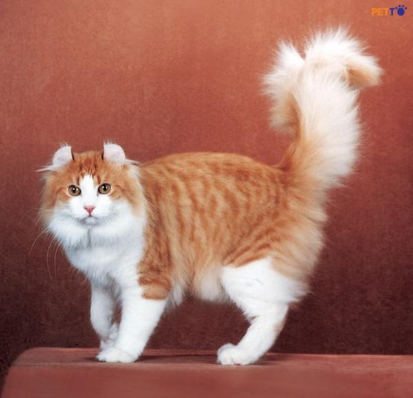 Mèo mỹ tai xoắn là một giống mèo có kích thước thuộc hàng trung bình
