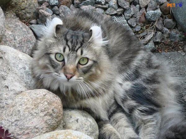 Giống mèo American Curl được xem là giống mèo thông minh, dễ huấn luyện.