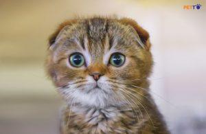 Mèo Tại Cụp Sống Được Bao Lâu