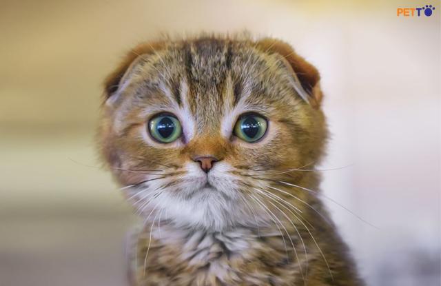 Mèo Tại Cụp Sống Được Bao Lâu