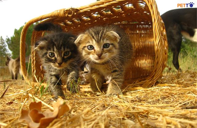 Mèo Tai Cụp Giá Bao Nhiêu