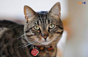 Màu Sắc Mèo Mướp