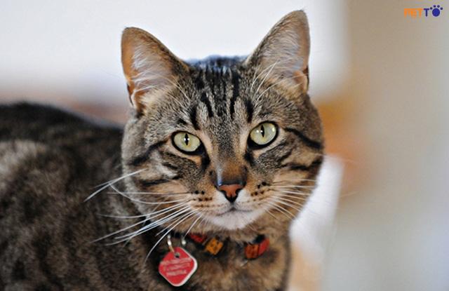 Màu Sắc Mèo Mướp