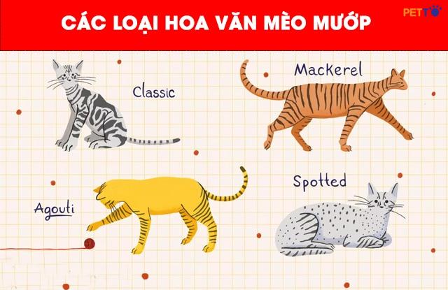Các Loại Mèo Mướp