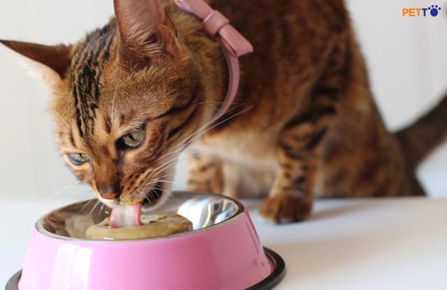 Thức Ăn Cho Mèo Bengal