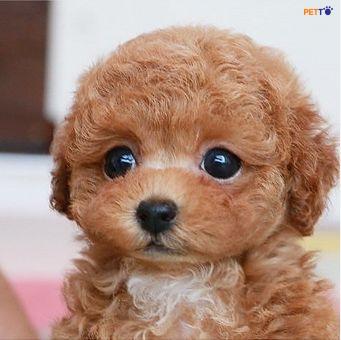Bạn có yêu thích loài chó poodle đáng yêu không? Hãy xem hình ảnh này để được đắm mình trong đôi mắt to tròn và bộ lông xoăn ngoài hành tinh của các chú chó poodle nào!