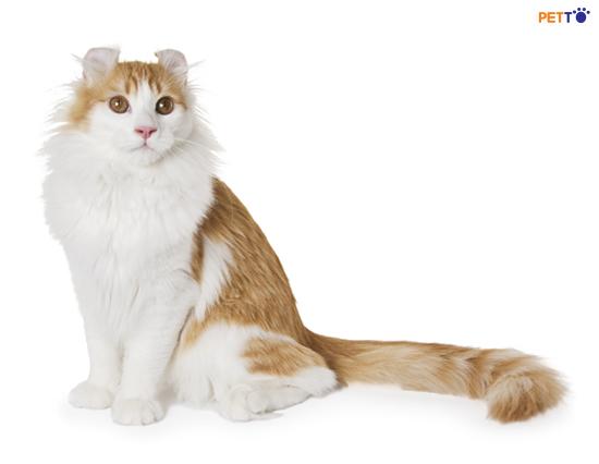 Mèo tai xoắn rất nổi tiếng với kiểu chào cụng nhẹ vào đầu