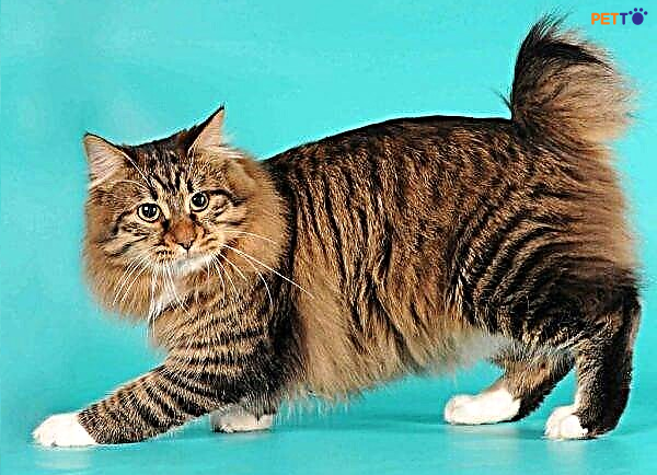 Mèo Mỹ đuôi cụt American Bobtail - Giống mèo thông minh nhất ...