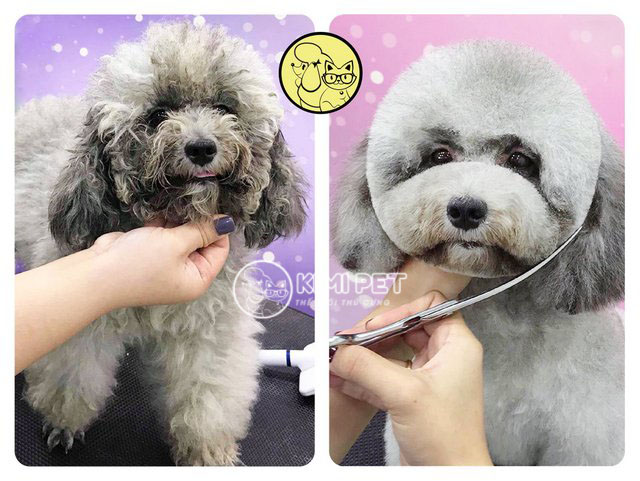 Hình ảnh chú chó trước và sau khi cắt tỉa lông

