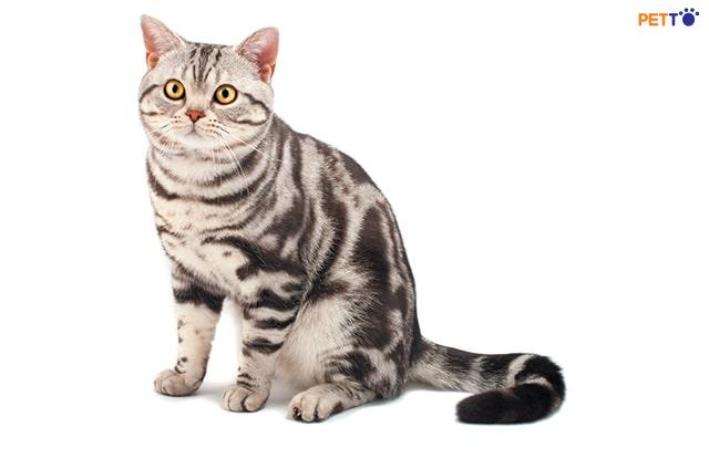 Mèo Mướp: Mèo Mướp là một loại mèo đáng yêu, với vẻ ngoài đáng yêu và tính cách tình cảm. Nếu bạn là người yêu các loài mèo, Mèo Mướp chắc chắn sẽ là một điều gì đó khiến bạn cảm thấy vui vẻ và thích thú.