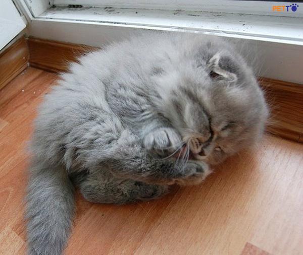 Tư thế ngủ cuộn tròn ở mèo