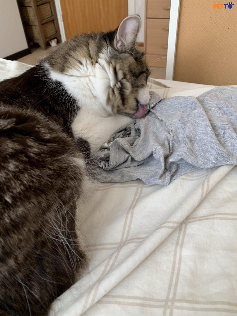 Để một số quần áo có mùi của bạn xung quanh để chúng có thể ngửi thấy mùi hương của bạn.