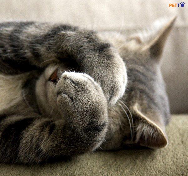 Kiểu ngủ lấy tay che mặt ở mèo