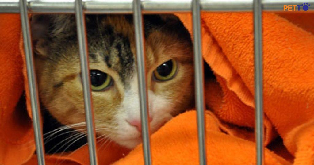 Gửi mèo ở phòng khám thú y tiềm ẩn nhiều rủi ro bệnh tật