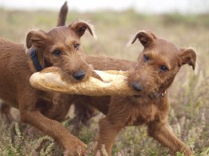 Giống chó Irish Terrier có bản tính rất năng động, mạnh mẽ và dũng cảm, chúng rất cảnh giác nhưng cũng thường thân thiện với người lạ