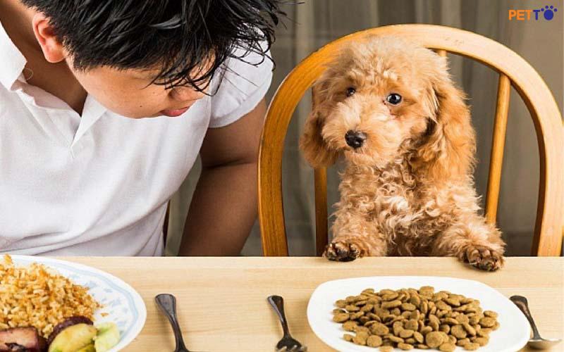 Những lưu ý khi cho cho chó ăn
