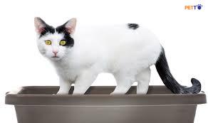 Mèo khó tiểu - Nguyên nhần và biện pháp phòng ngừa bệnh viêm bàng quang ở mèo