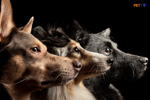 Não của chó thay đổi sau 15000 năm sống chung với người