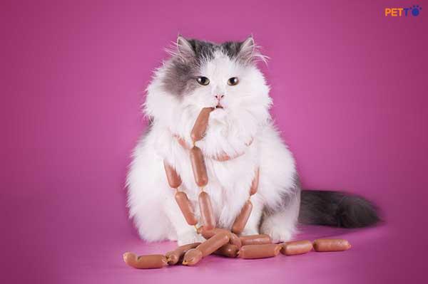 Nên cho chó mèo ăn xúc xích sản xuất dành riêng cho chó mèo