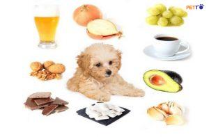 Poodle ăn hoa quả và không nên ăn gì để tốt cho sức khỏe