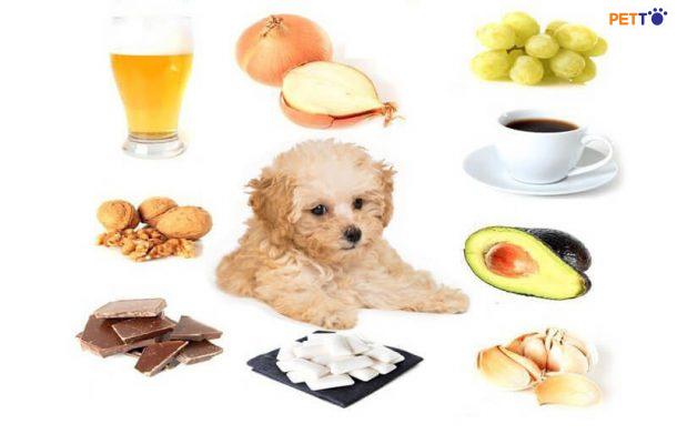 Poodle ăn hoa quả và không nên ăn gì để tốt cho sức khỏe