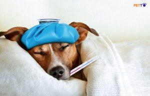 Tác dụng khi cho chó uống nước đường và khi nào thì cho chó uống nước đường