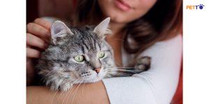 Cách vuốt ve mèo đúng chỗ để khiến chúng sung sướng cảm giác được yêu thương - Petto