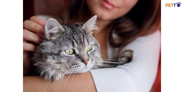 Cách vuốt ve mèo đúng chỗ để khiến chúng sung sướng cảm giác được yêu thương - Petto